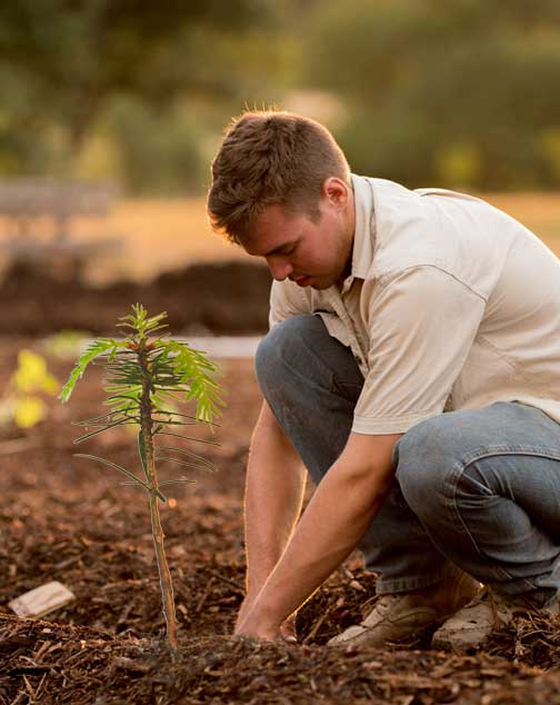 Planting_Tree Planting_Tree