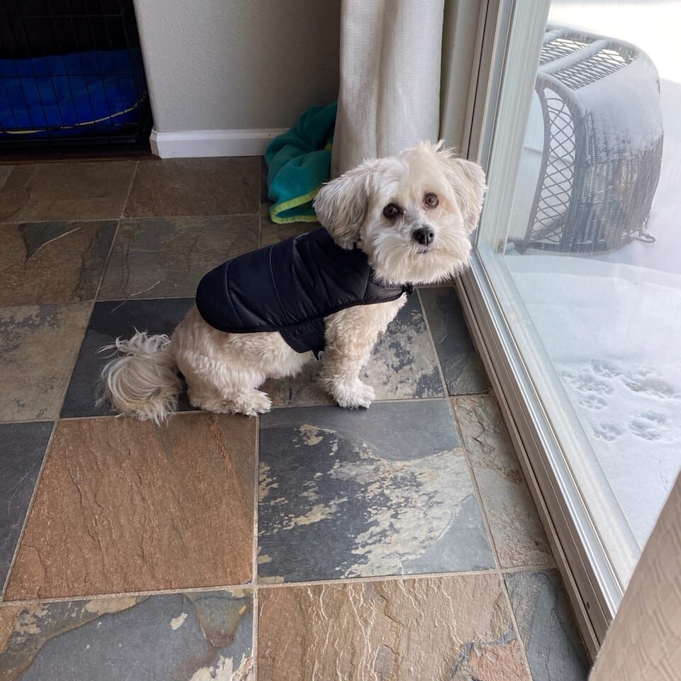 Erin's Dog Oscar